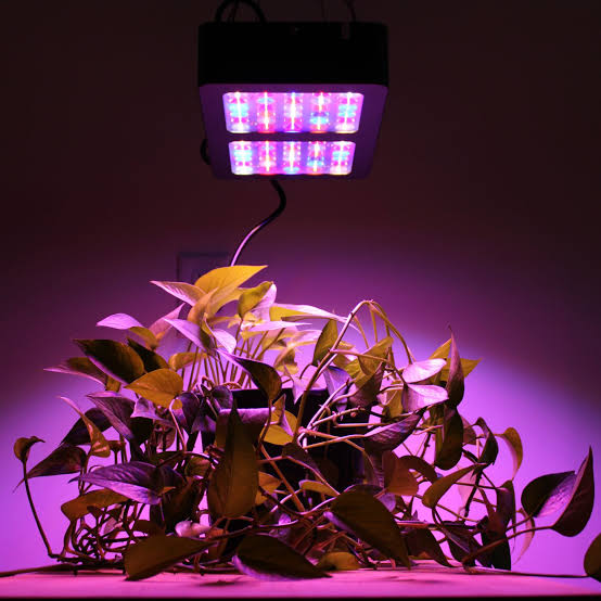 Best LED Diodes for Growing