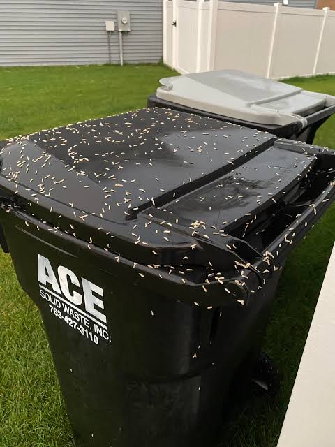 How to Get Rid of Maggots in A Dumpster